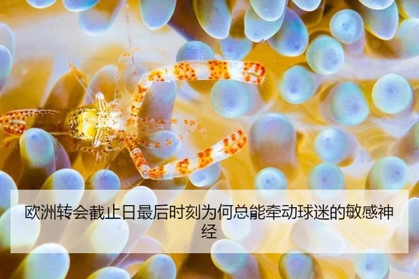 ou-zhou-zhuan-hui-jie-zhi-ri-zui-hou-shi-ke-wei-he-zong-neng-qian-dong-qiu-mi-de-min-gan-shen-jing-2-698.jpg